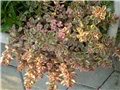 sedum